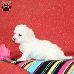 Tulip, Bichon Frise Puppy